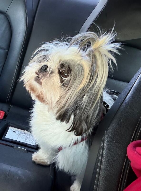 Adult female Shih Tzu - Image 3 of 5