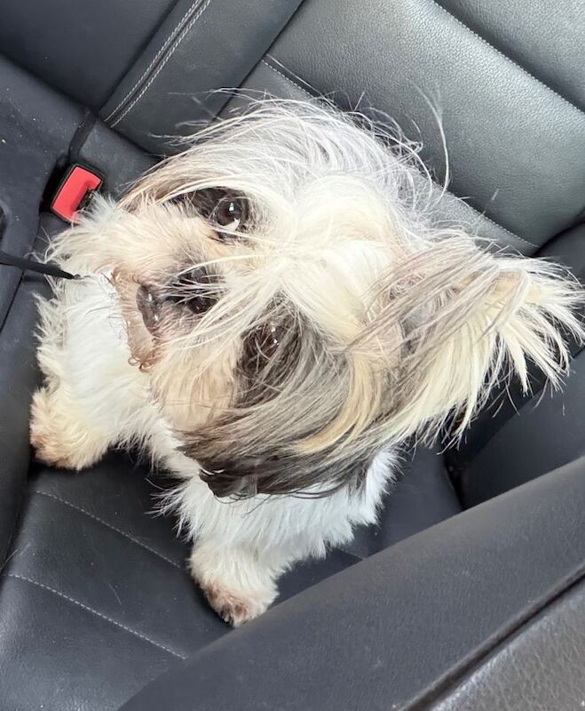 Adult female Shih Tzu - Image 4 of 5