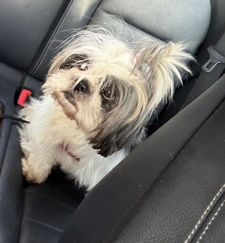 Adult female Shih Tzu - Image 5 of 5