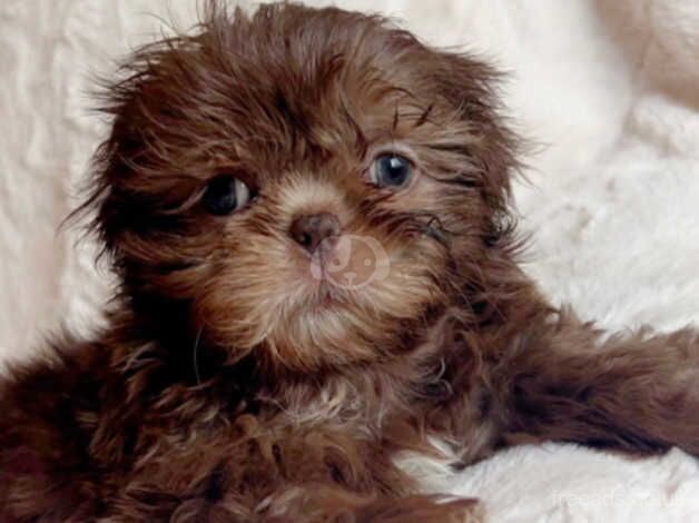 Shih Tzu puppies for sale in Sheffield, South Yorkshire – 1 year old - Image 2 of 5