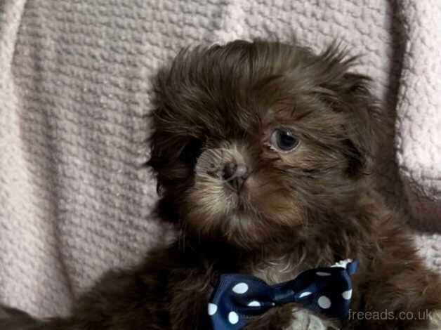 Shih Tzu puppies for sale in Sheffield, South Yorkshire – 1 year old - Image 4 of 5