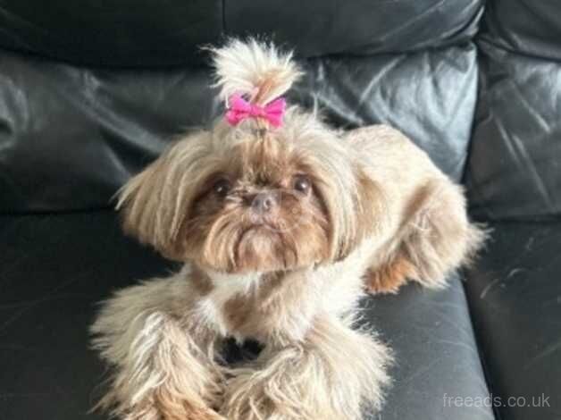 Shih Tzu puppies for sale in Sheffield, South Yorkshire – 1 year old - Image 5 of 5