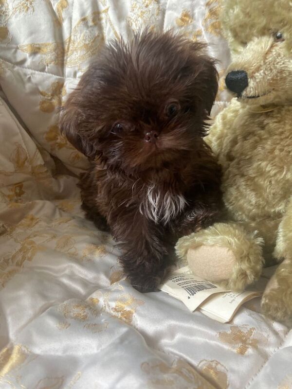 Beautiful chocolate imperial shihtzu pup