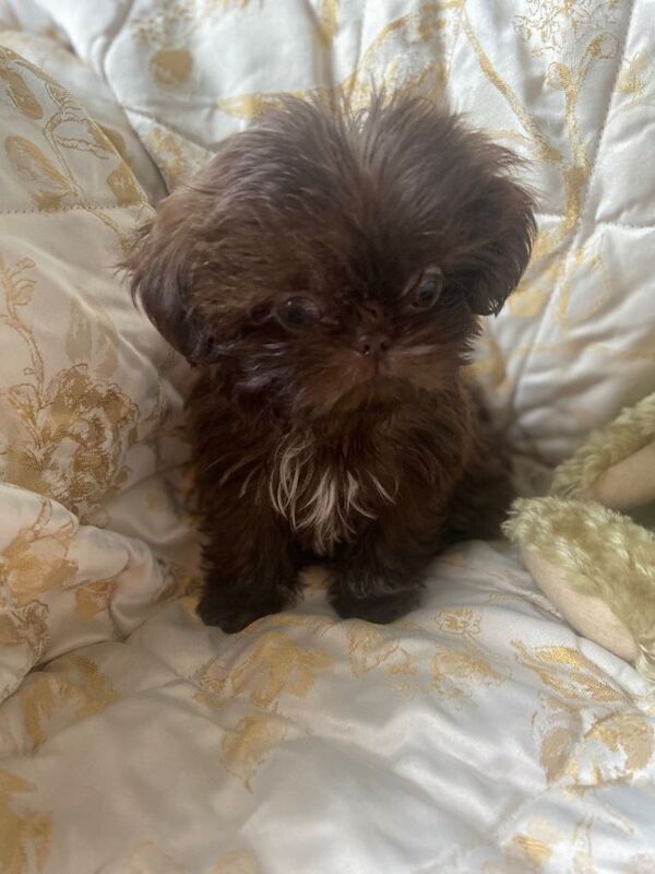 Beautiful chocolate imperial shihtzu pup - Image 3 of 4