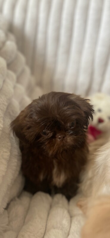 Beautiful chocolate imperial shihtzu pup - Image 4 of 4