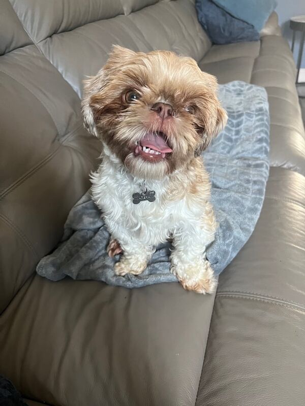 Shih Tzu puppies for sale in Bridgend, Aberdeenshire – 1 year old