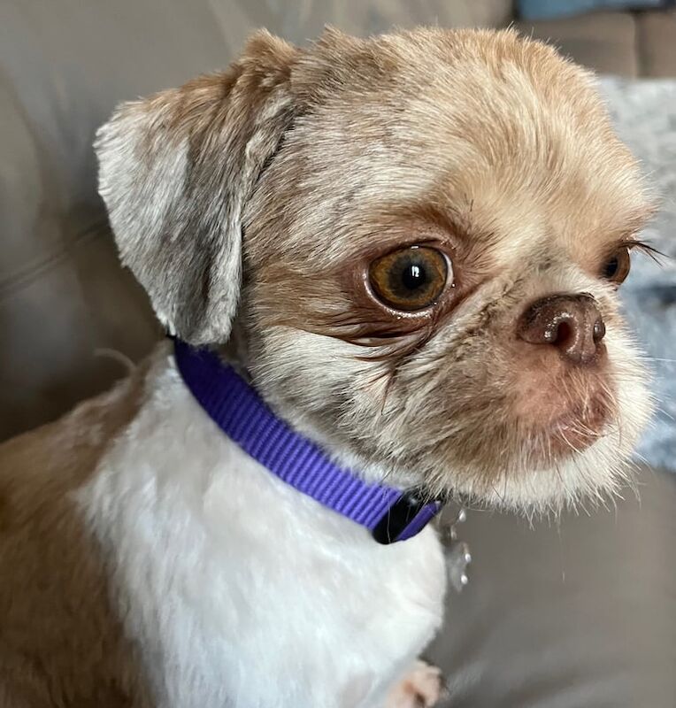 Shih Tzu puppies for sale in Bridgend, Aberdeenshire – 1 year old - Image 2 of 3