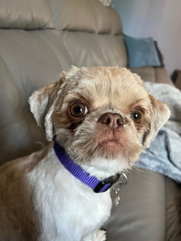 Shih Tzu puppies for sale in Bridgend, Aberdeenshire – 1 year old - Image 3 of 3