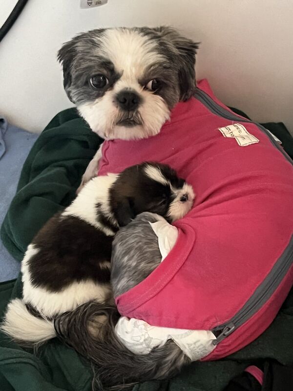 Shih Tzu puppies for sale in Slough, Berkshire – 11 months old - Image 2 of 3