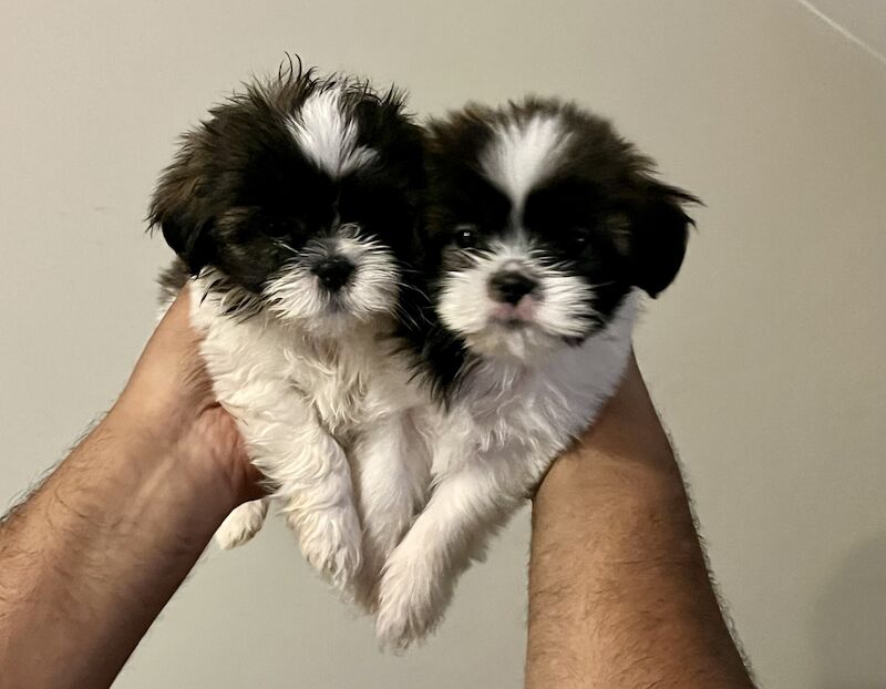 Shih Tzu puppies for sale in Slough, Berkshire – 11 months old - Image 3 of 3