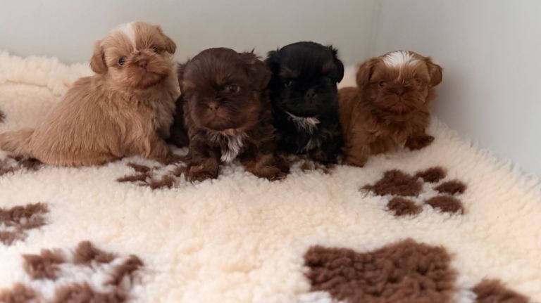 Shih Tzu puppies for sale in Crosby, Merseyside – KC registered, 6 weeks old