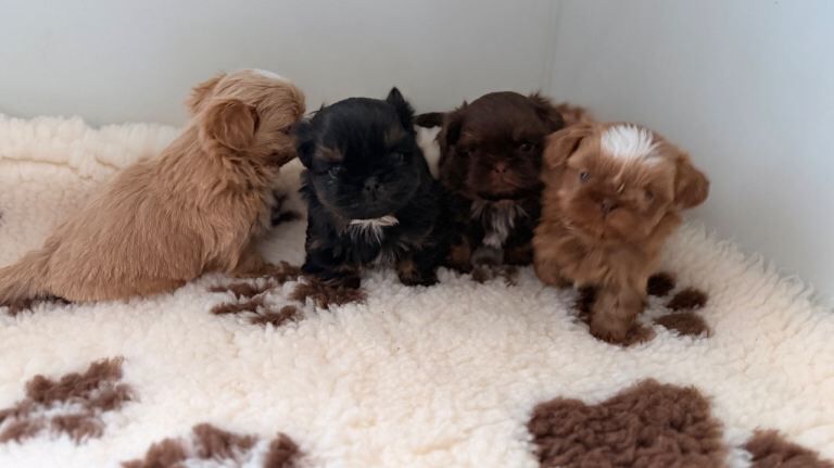 Shih Tzu puppies for sale in Crosby, Merseyside – KC registered, 6 weeks old - Image 2 of 3