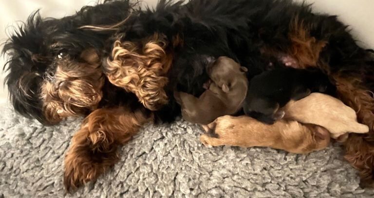 Shih Tzu puppies for sale in Crosby, Merseyside – KC registered, 6 weeks old - Image 3 of 3