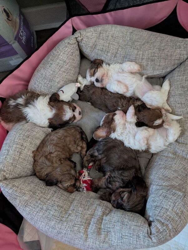 Shih Tzu puppies for sale in Chessington, Greater London – 6 weeks old