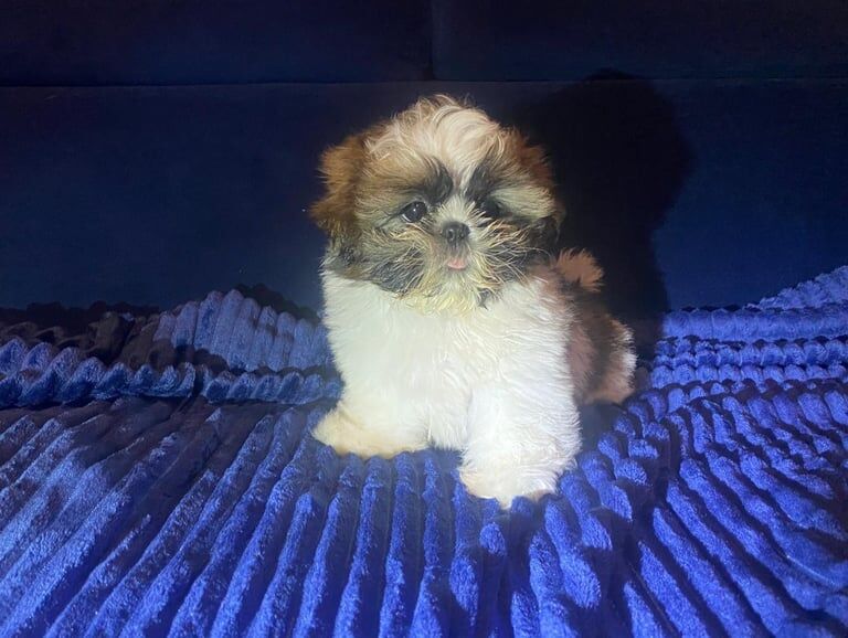 Shih Tzu puppies for sale in Chiswick, Greater London – 10 weeks old
