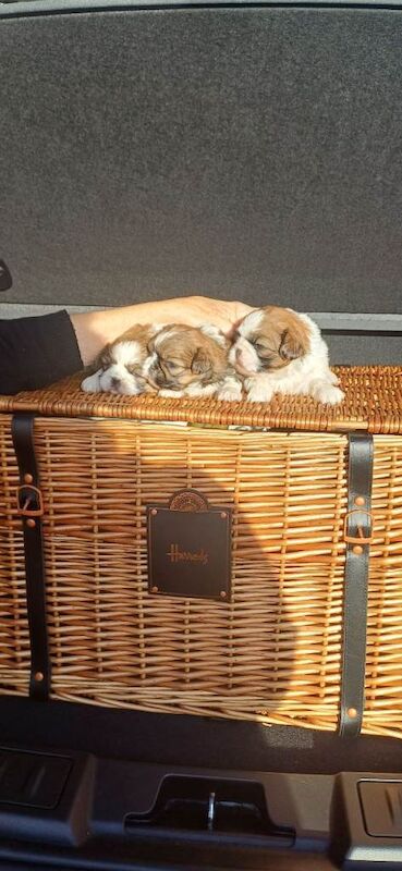 Kennel Club Registered Shih Tzu Puppies For Sale