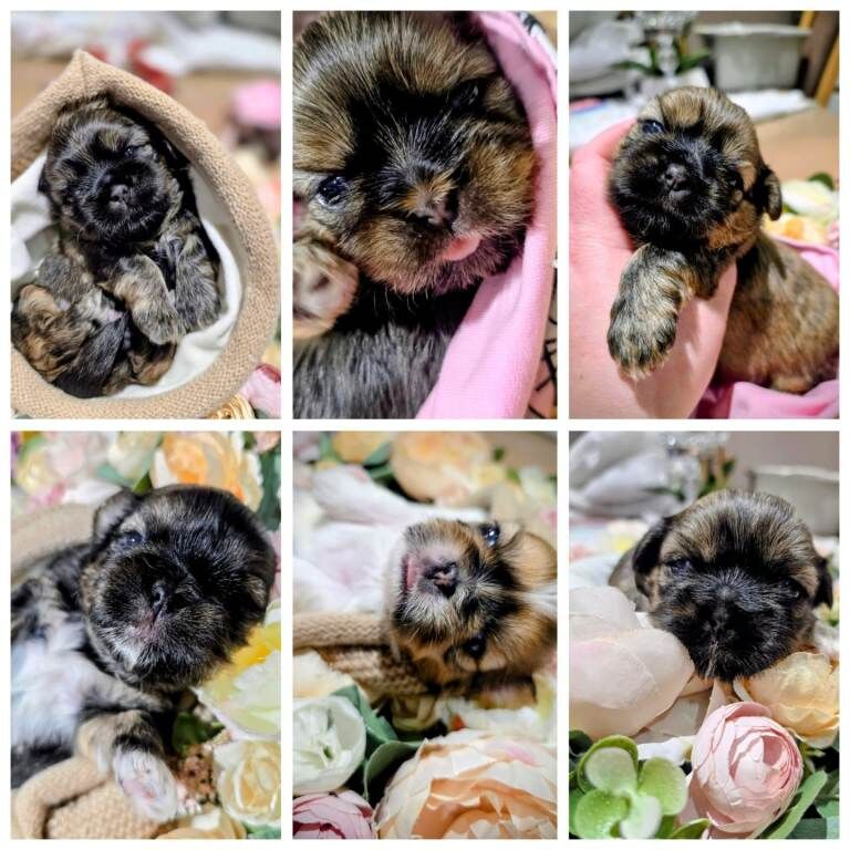 Shih Tzu puppies for sale in Motherwell, North Lanarkshire – 5 weeks old