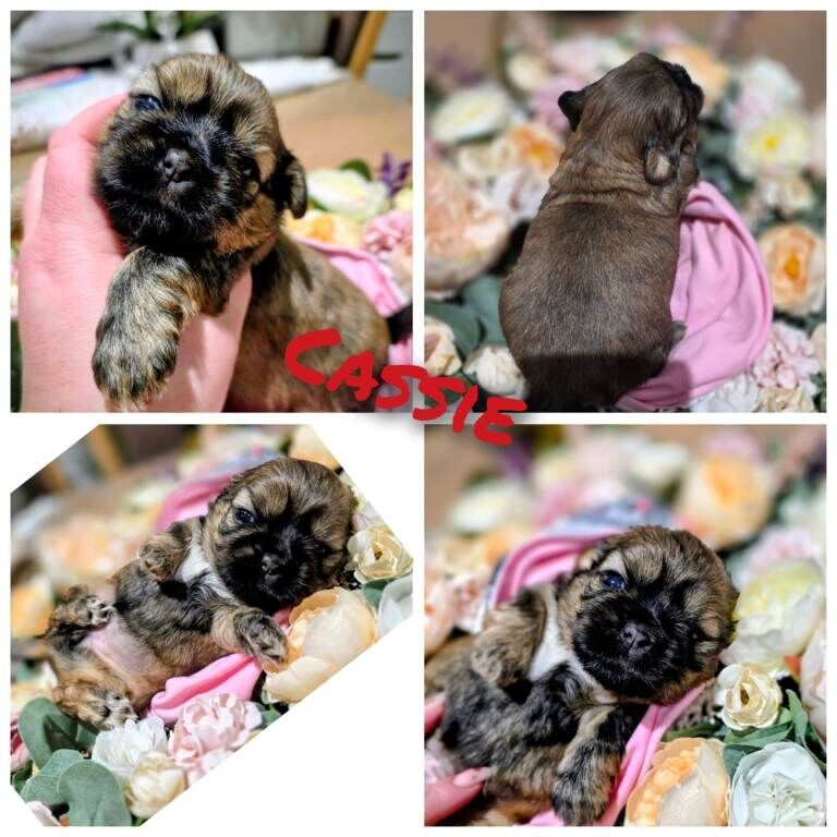 Shih Tzu puppies for sale in Motherwell, North Lanarkshire – 5 weeks old - Image 2 of 3