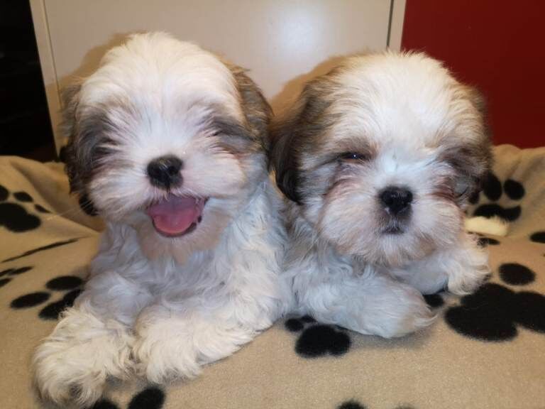 Beautiful Shih Tzu puppies for sale.