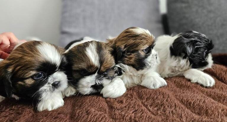 Shih Tzu Puppies For Sale
