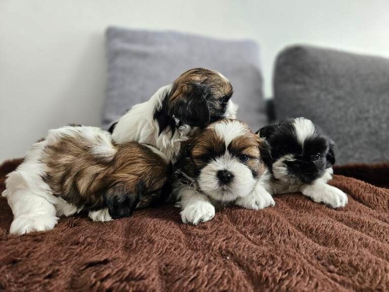 Beautiful Shih Tzu Puppies Looking for Loving Homes - Image 2 of 6