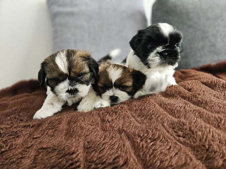 Beautiful Shih Tzu Puppies Looking for Loving Homes - Image 3 of 6