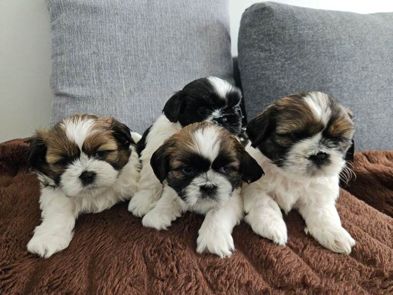 Beautiful Shih Tzu Puppies Looking for Loving Homes - Image 4 of 6
