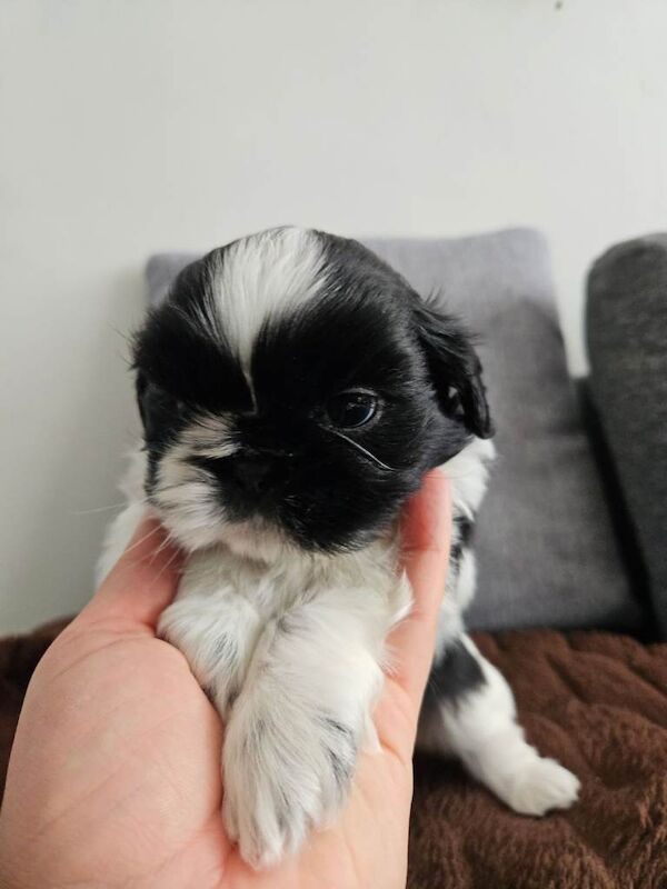 Beautiful Shih Tzu Puppies Looking for Loving Homes - Image 5 of 6