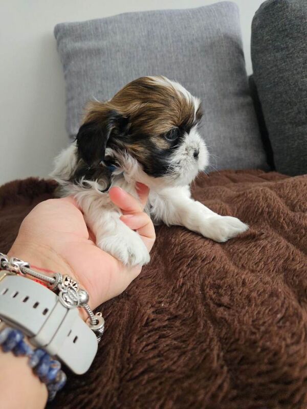 Beautiful Shih Tzu Puppies Looking for Loving Homes - Image 6 of 6