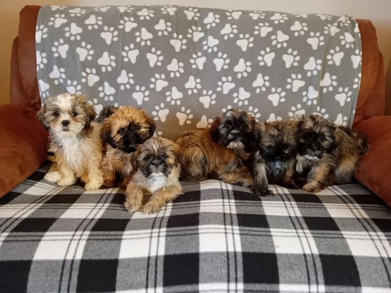 Shih Tzu puppies for sale in Ballyclare, County Antrim – 8 weeks old