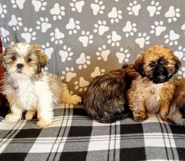 Shih Tzu puppies for sale in Ballyclare, County Antrim – 8 weeks old - Image 2 of 3