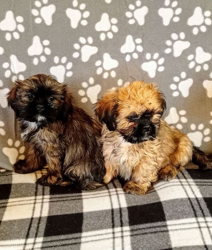 Shih Tzu puppies for sale in Ballyclare, County Antrim – 8 weeks old - Image 3 of 3