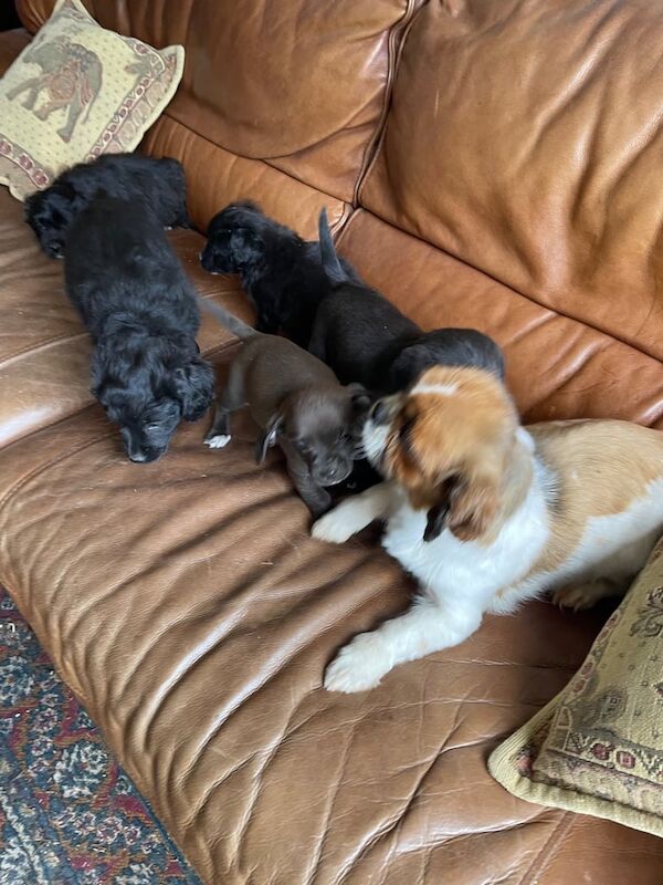 Beautiful shih tzu x puppies for sale in Great Yarmouth, Norfolk