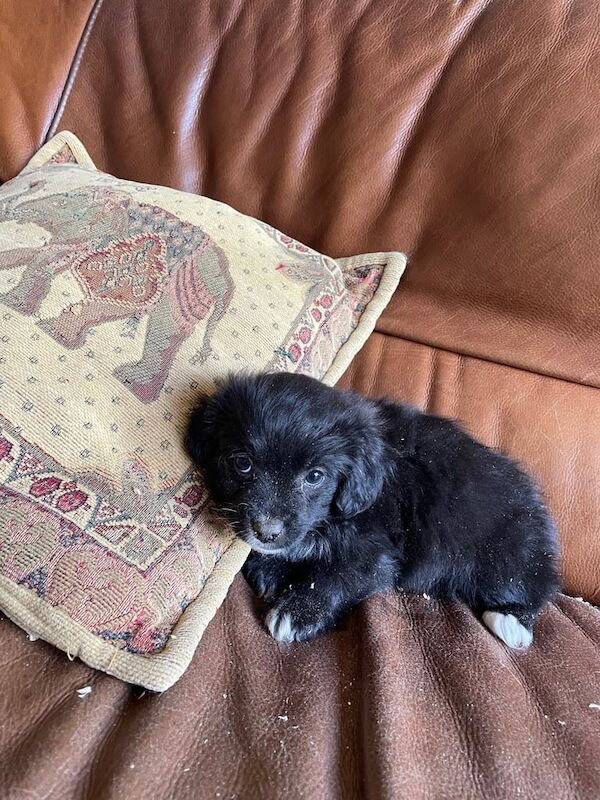 Shih Tzu puppies for sale in Great Yarmouth, Norfolk – 9 months old - Image 2 of 3