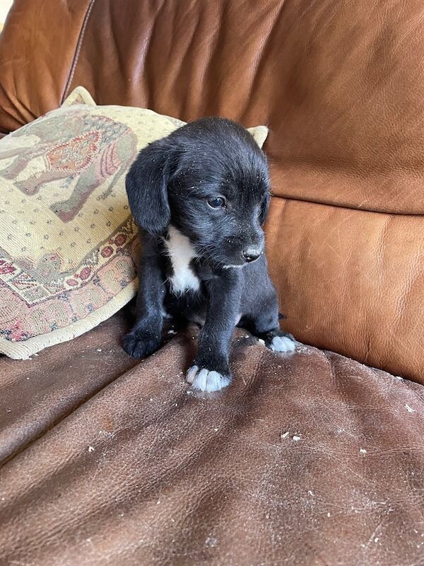 Shih Tzu puppies for sale in Great Yarmouth, Norfolk – 9 months old - Image 3 of 3