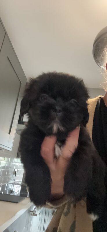 Shih Tzu puppies for sale in Sudbury, Suffolk – 6 weeks old