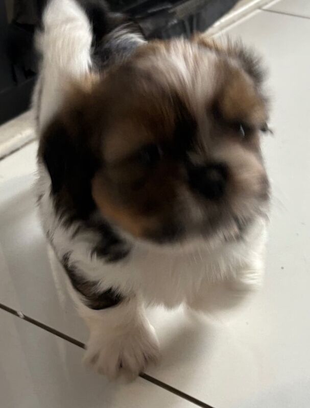 Shih Tzu puppies for sale in Sudbury, Suffolk – 6 weeks old - Image 2 of 3