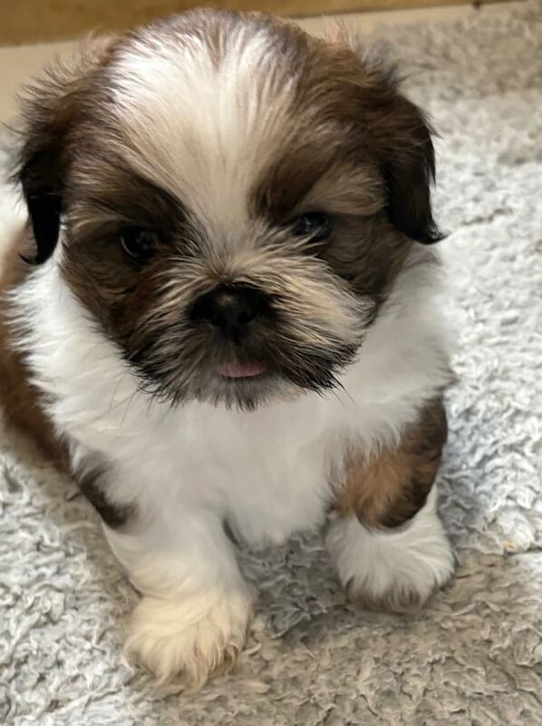 Shih Tzu puppies for sale in Sudbury, Suffolk – 6 weeks old - Image 3 of 3