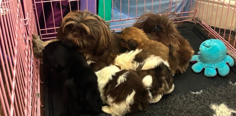 Shih Tzu puppies for sale in Crewe, Cheshire – KC registered, 6 weeks old