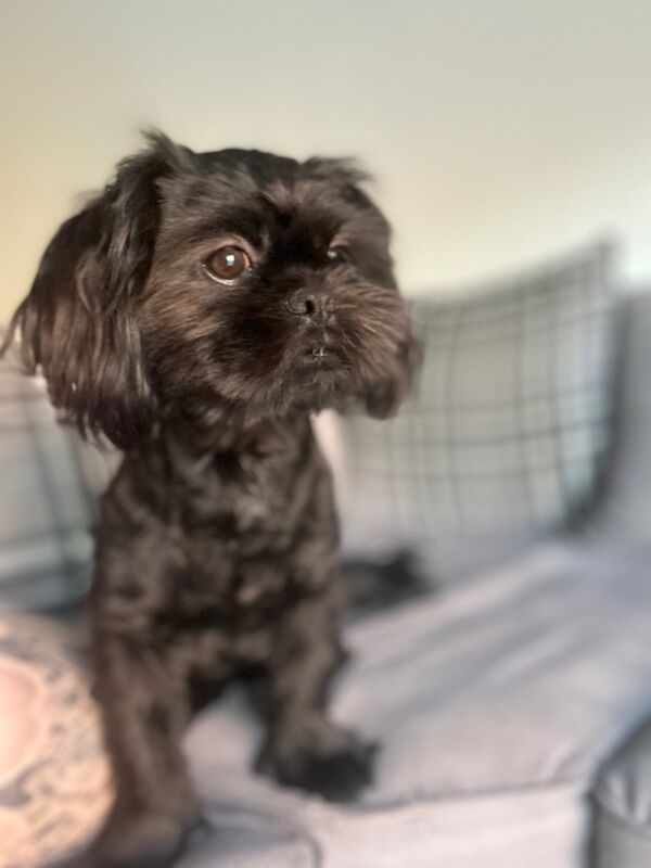 Shih Tzu puppies for sale in Colchester, Essex – 7 months old