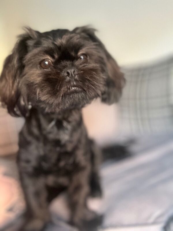 Shih Tzu puppies for sale in Colchester, Essex – 7 months old - Image 2 of 6
