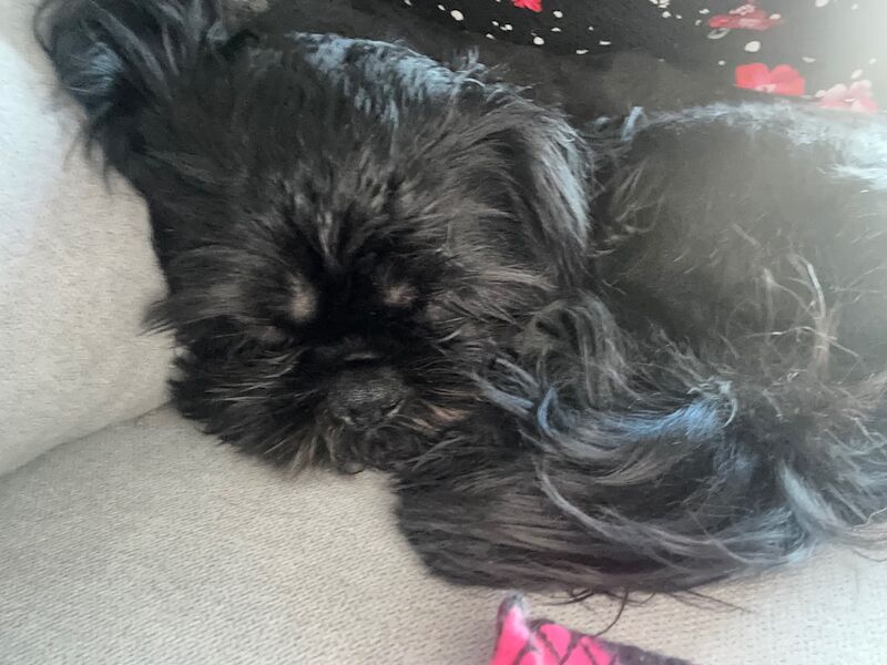 Shih Tzu puppies for sale in Colchester, Essex – 7 months old - Image 3 of 6