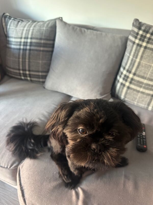 Shih Tzu puppies for sale in Colchester, Essex – 7 months old - Image 4 of 6