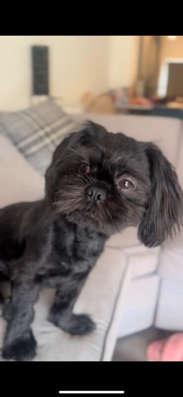 Shih Tzu puppies for sale in Colchester, Essex – 7 months old - Image 5 of 6