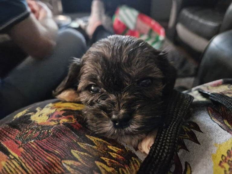 Shih Tzu puppies for sale in Eccles, Manchester – 7 weeks old