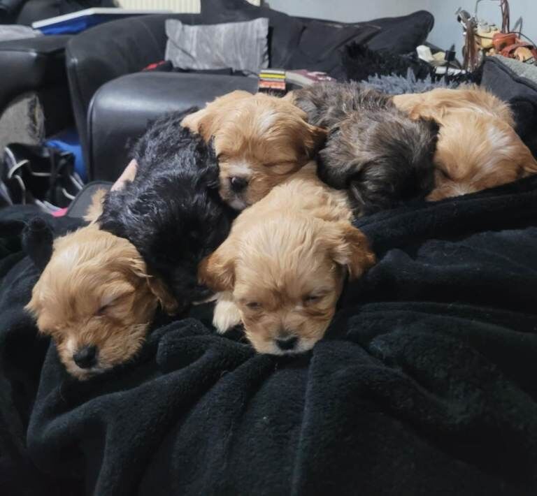 Shih Tzu puppies for sale in Eccles, Manchester – 7 weeks old - Image 2 of 5