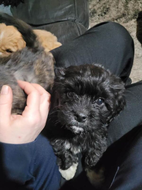 Shih Tzu puppies for sale in Eccles, Manchester – 7 weeks old - Image 4 of 5