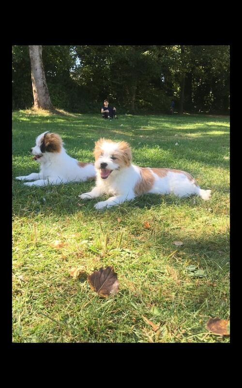 Shih Tzu puppies for sale in Ladywood, West Midlands – 3 months old