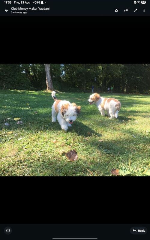 Shih Tzu puppies for sale in Ladywood, West Midlands – 3 months old - Image 2 of 3