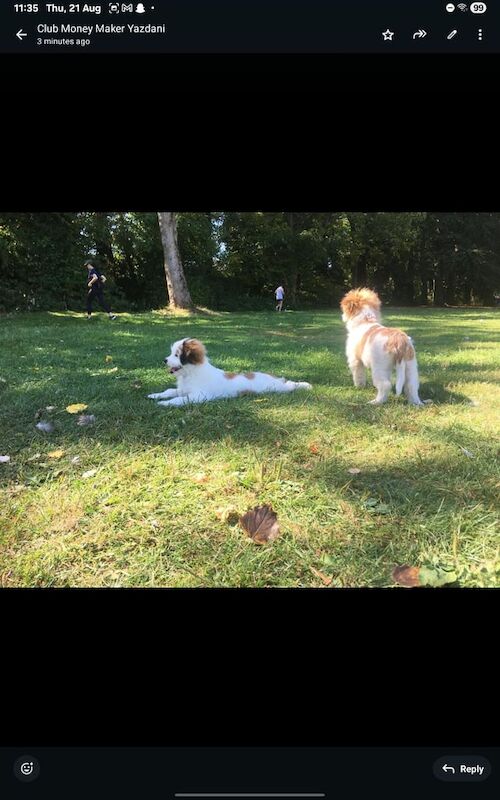 Shih Tzu puppies for sale in Ladywood, West Midlands – 3 months old - Image 3 of 3